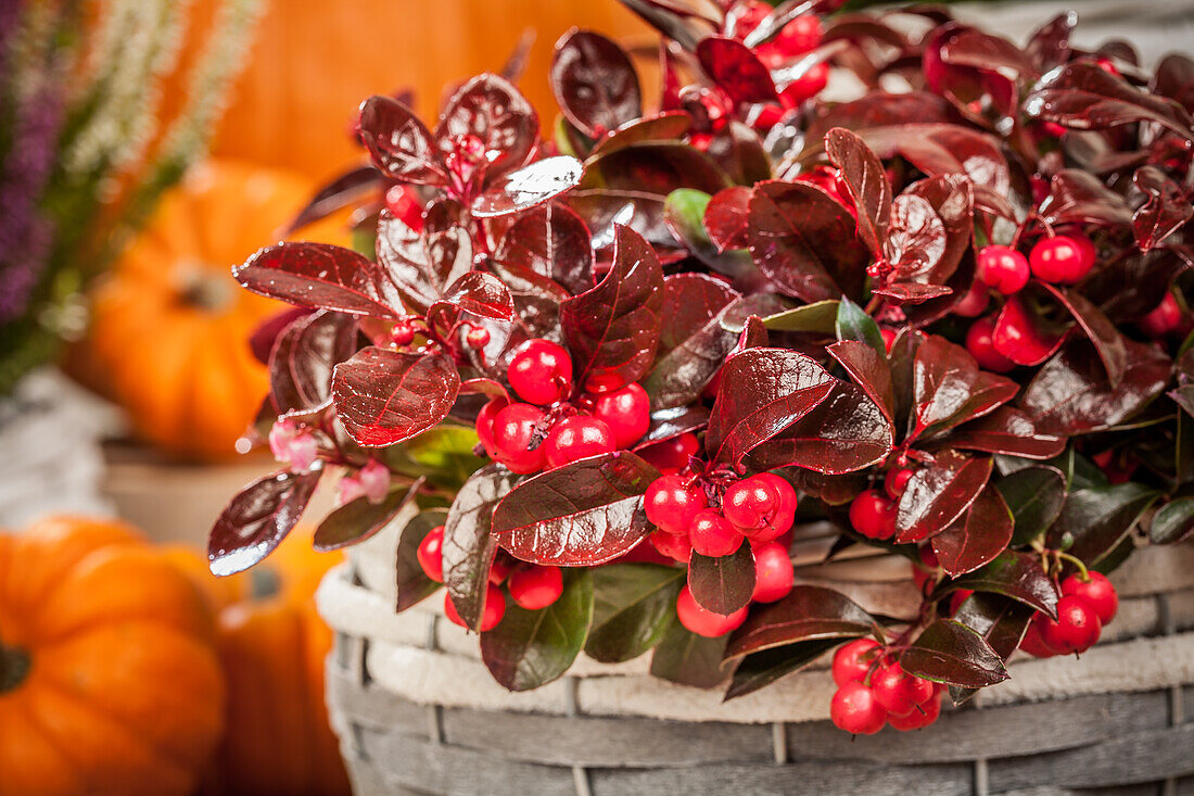 Gaultheria procumbens