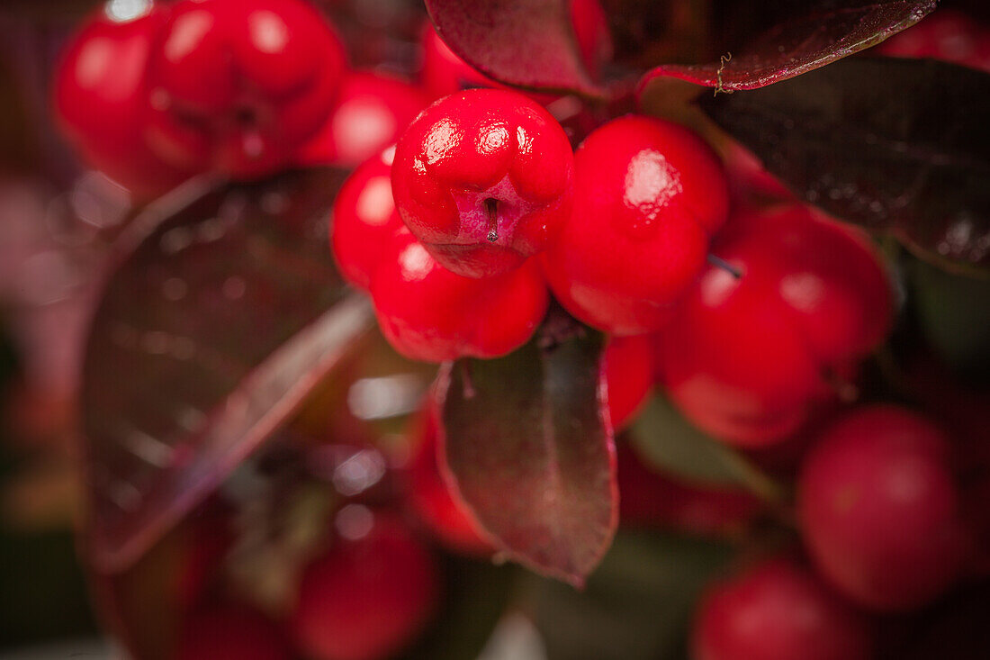 Gaultheria procumbens