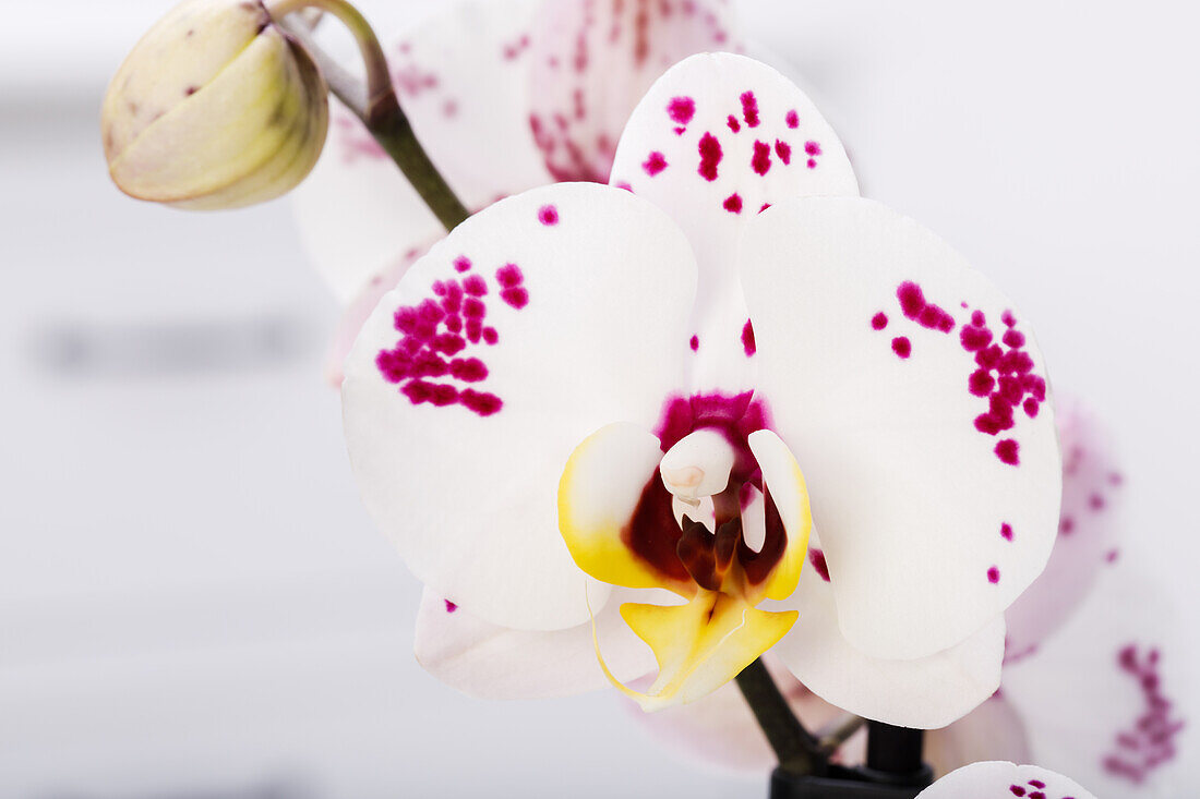 Phalaenopsis 'Polka Dots'