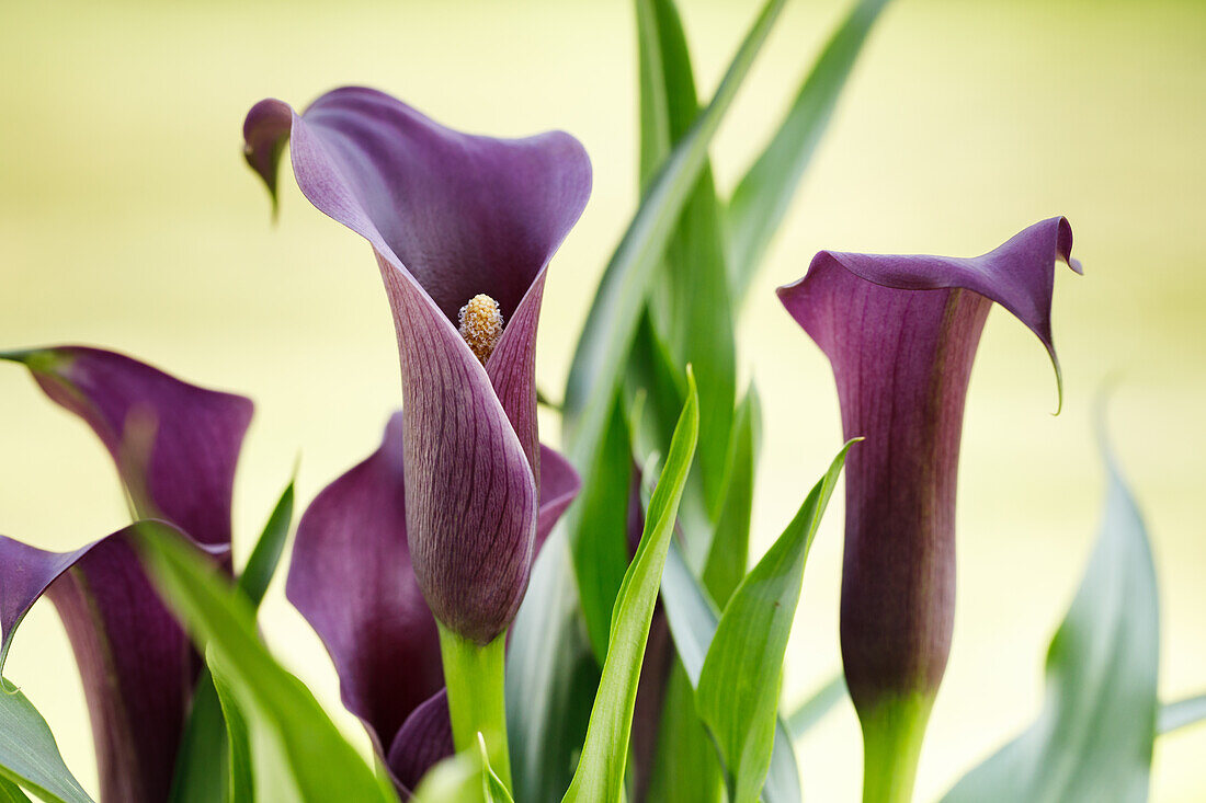 Zantedeschia aethiopica