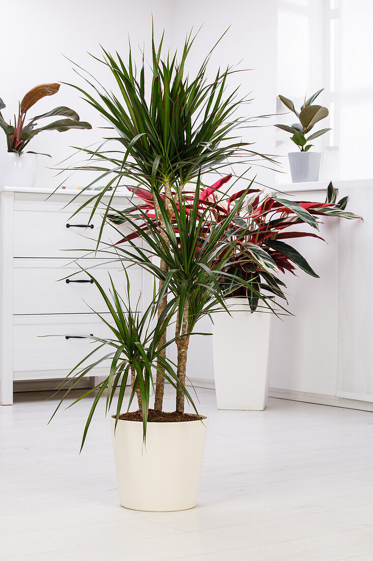 Dracaena marginata