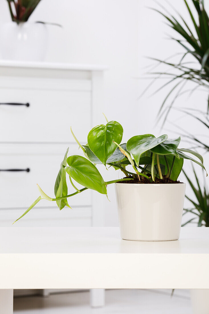 Philodendron scandens