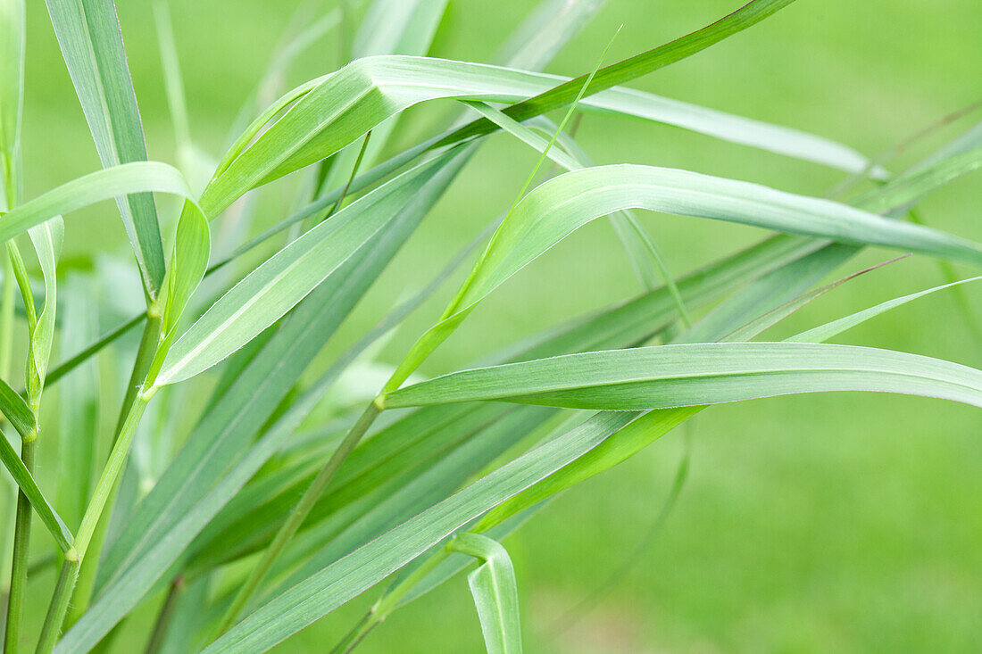 Panicum virgatum 'Hänse Herms'