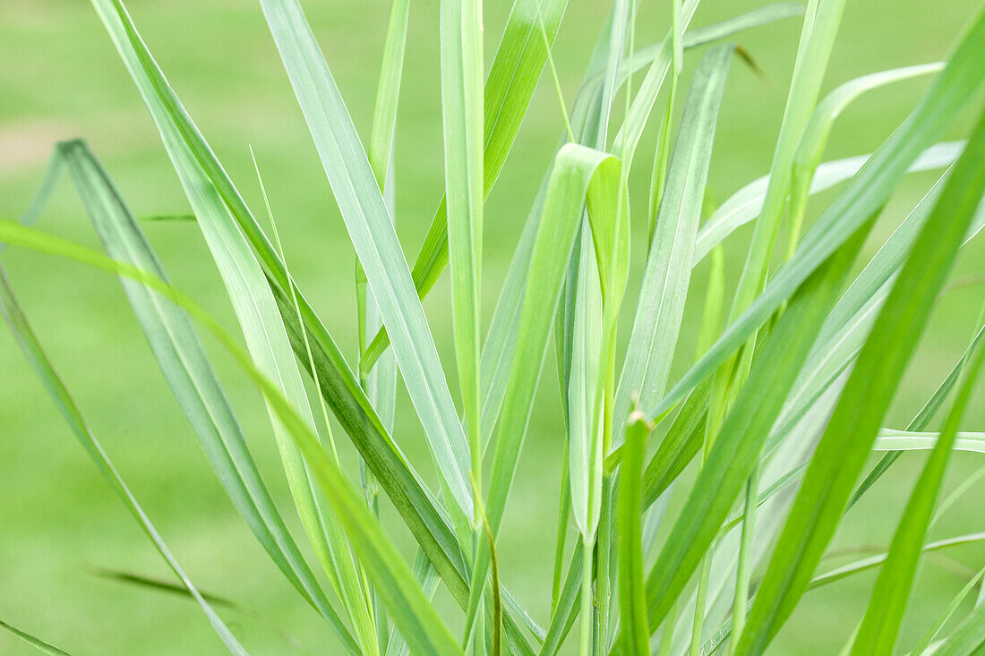 Panicum virgatum 'Rotstrahlbusch'