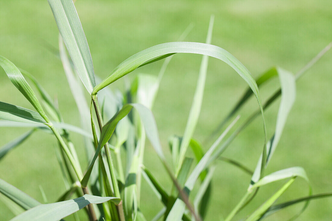 Panicum virgatum 'Squaw'