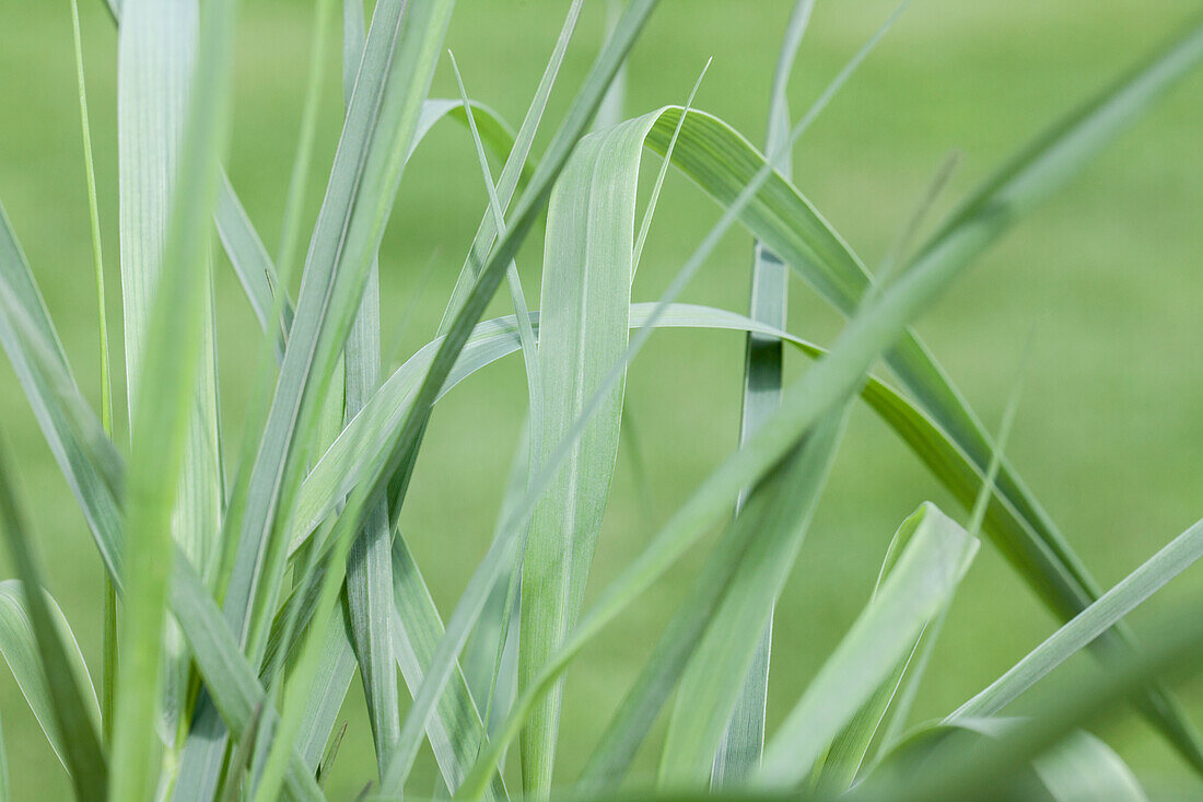 Hakonechloa macra