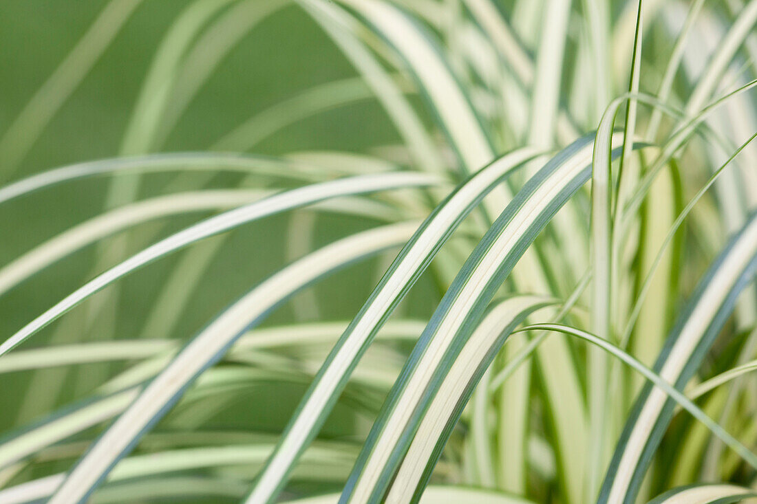 Carex oshimensis 'Evergold'.