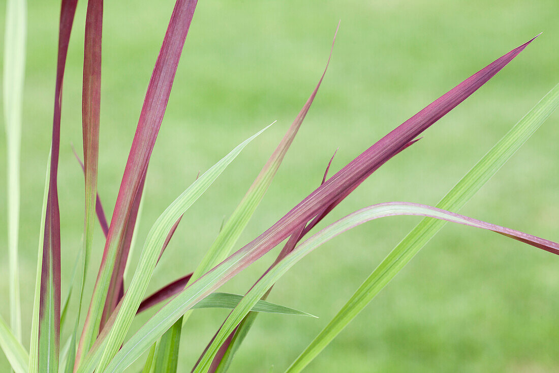 Imperata cylindrica 'Red Baron'