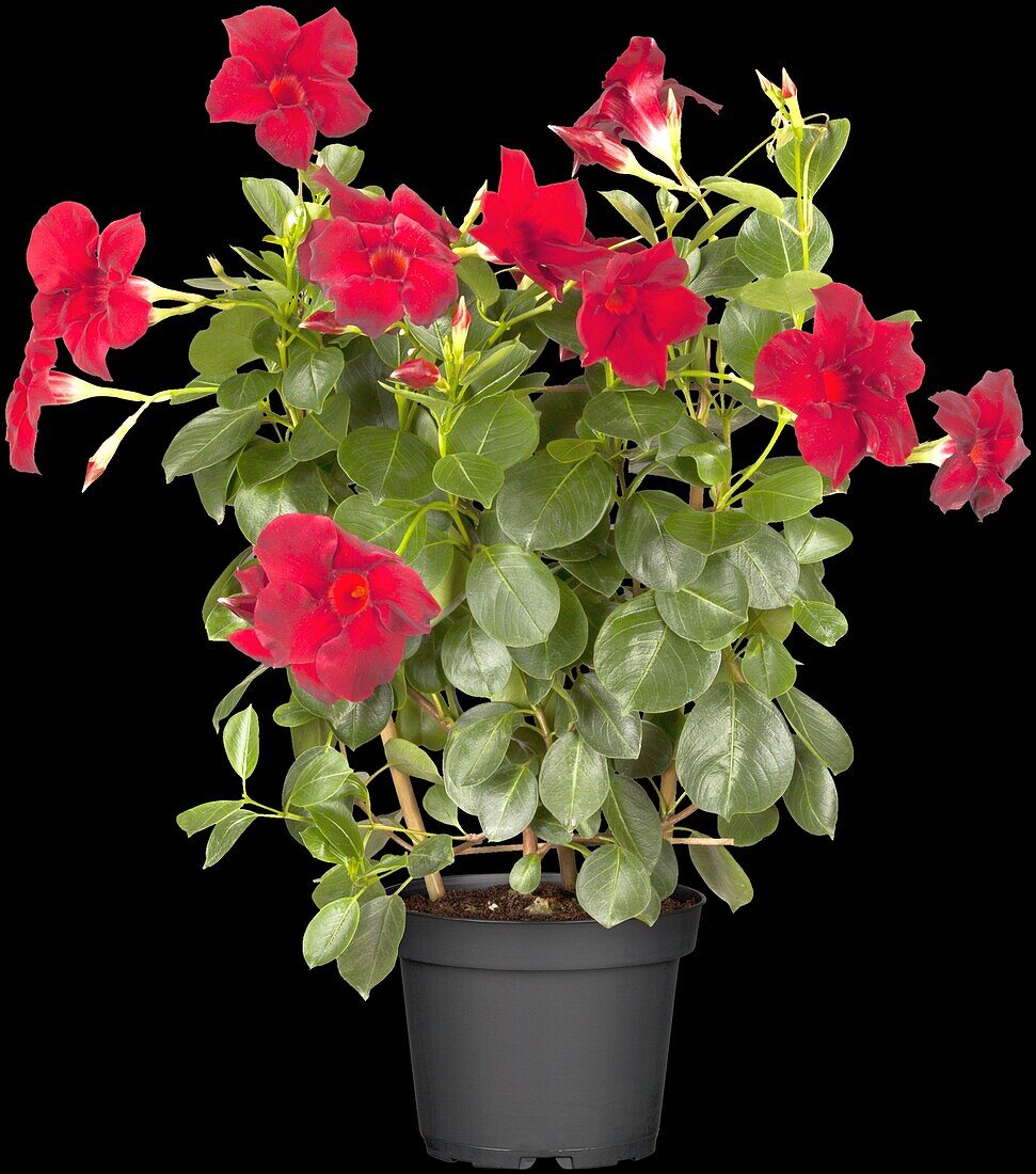 Mandevilla sanderi, red