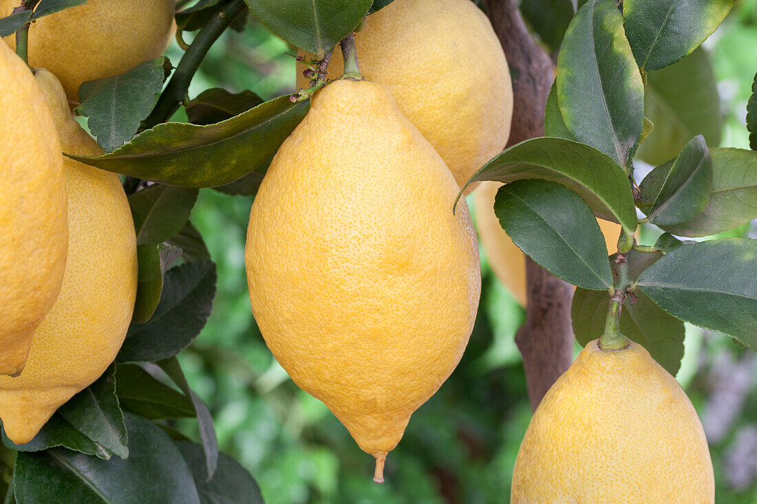 Citrus limon