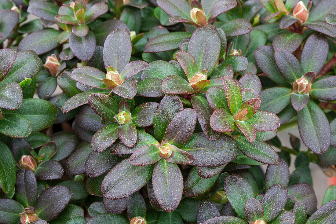 Rhododendron hanceanum 'Shamrock'