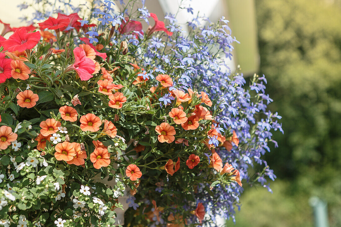 Traffic light planting