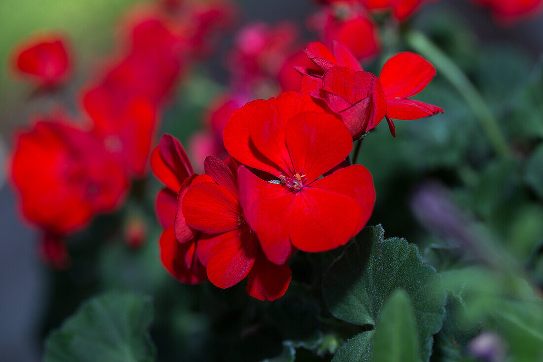 Pelargonium zonale, red