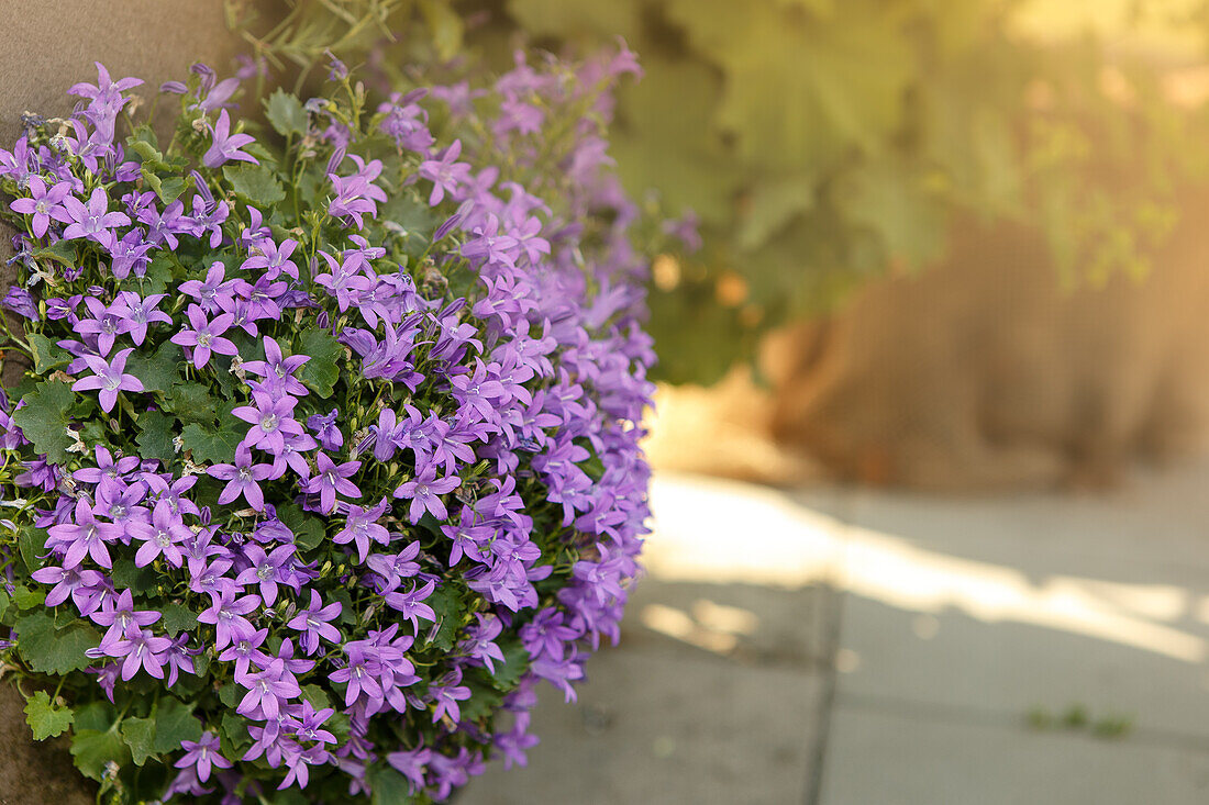 Campanula portenschlagiana