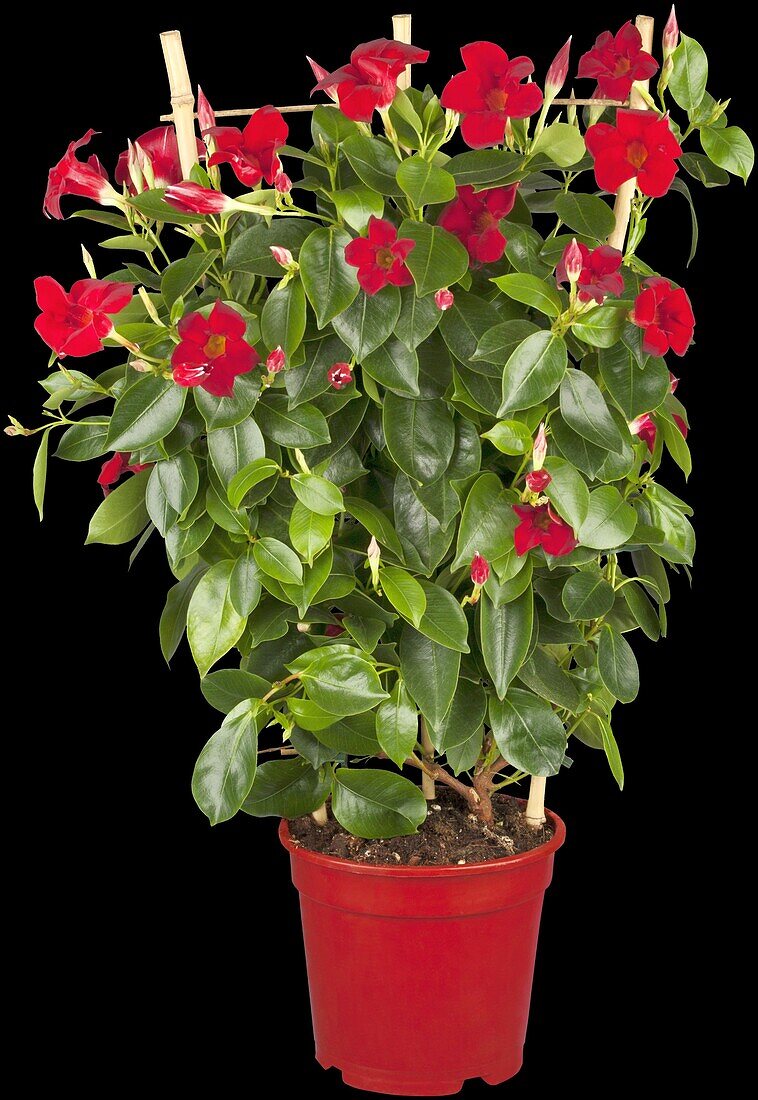 Mandevilla sanderi, trellis, red