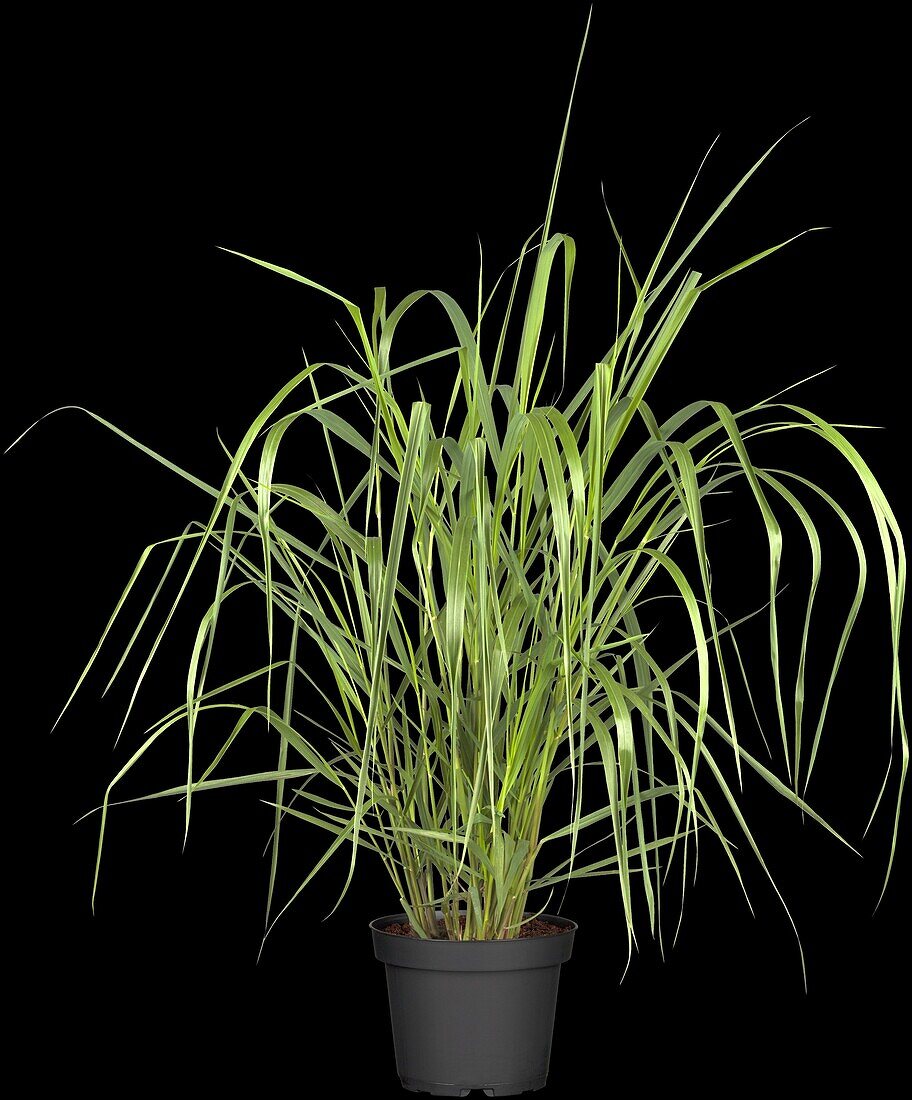 Panicum virgatum Warrior