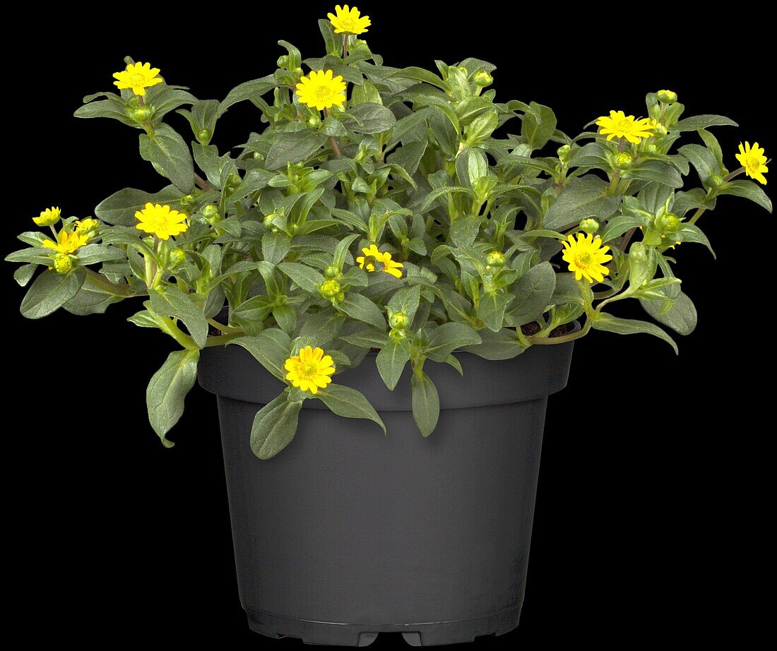 Sanvitalia procumbens 'Aztekengold'