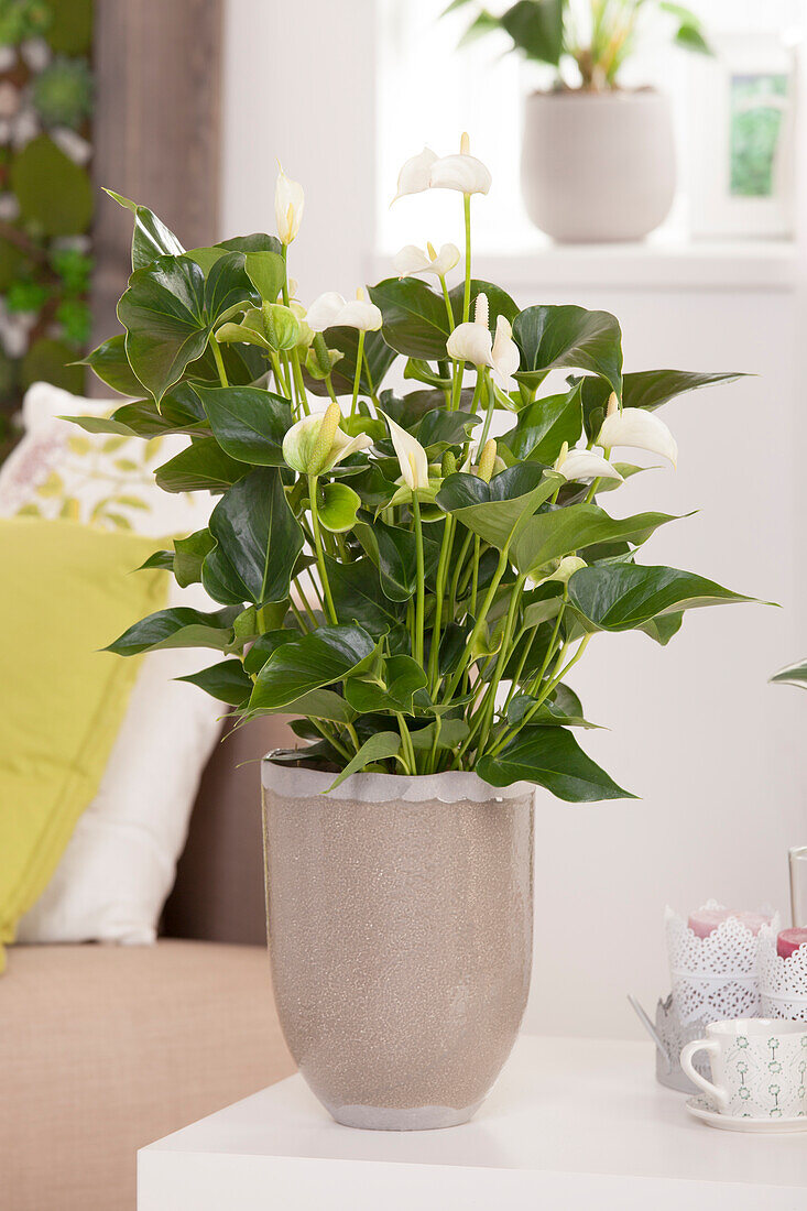 Anthurium x andreanum, white