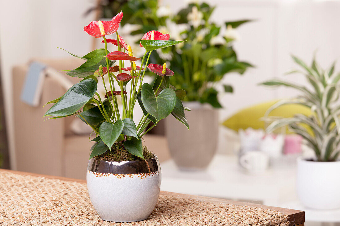 Anthurium andreanum