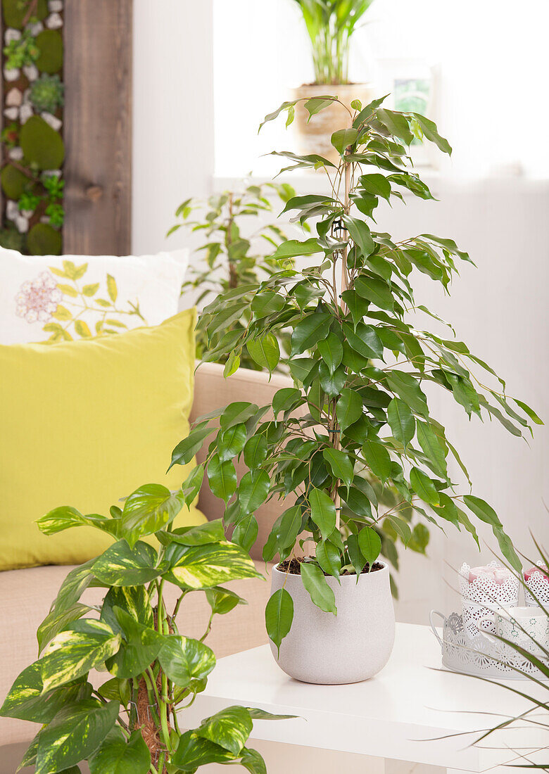 Ficus benjamina