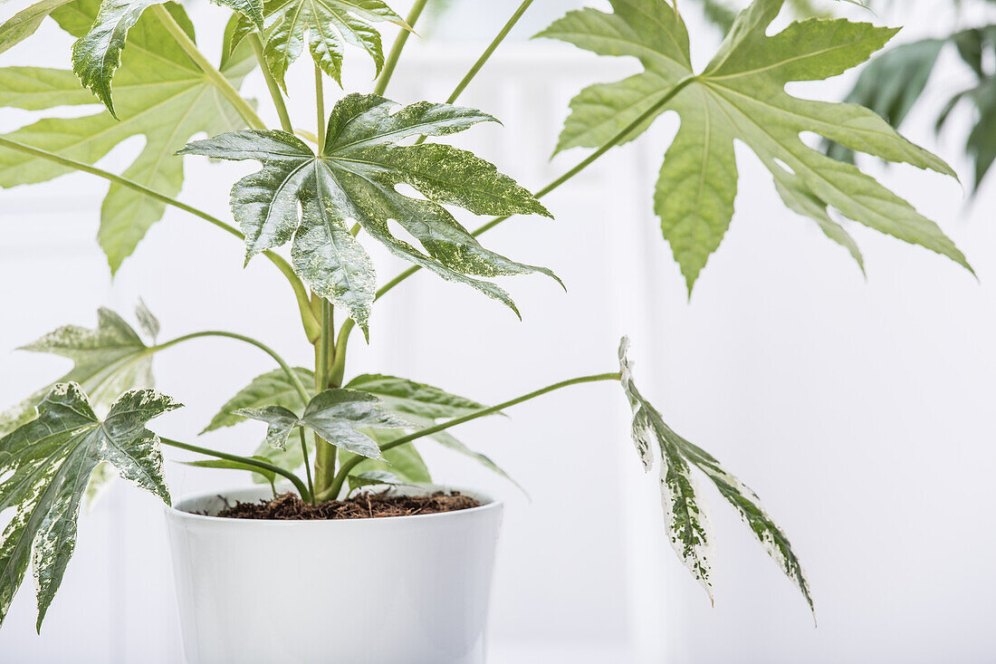 Fatsia japonica variegata