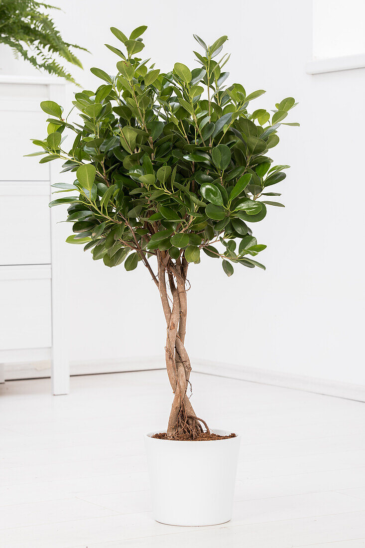 Ficus benjamina, Stamm