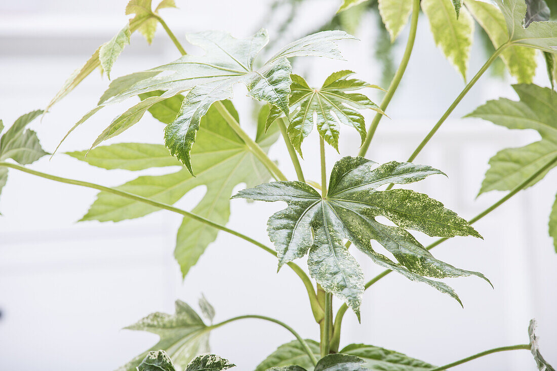 Fatsia japonica