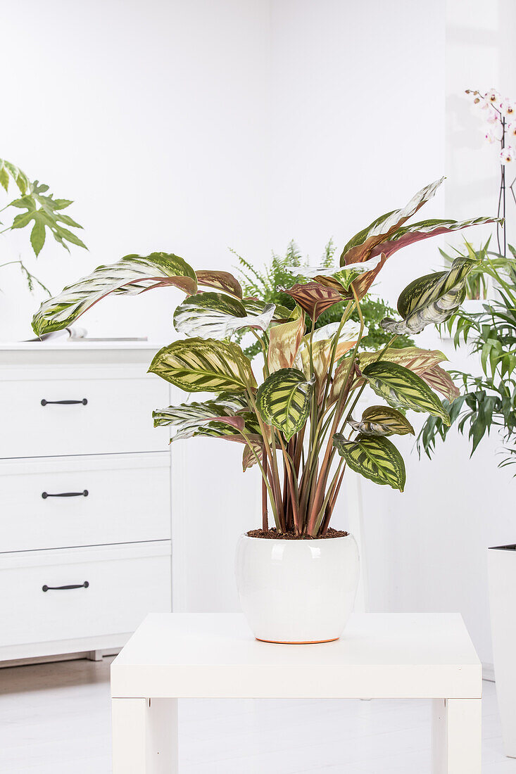 Calathea