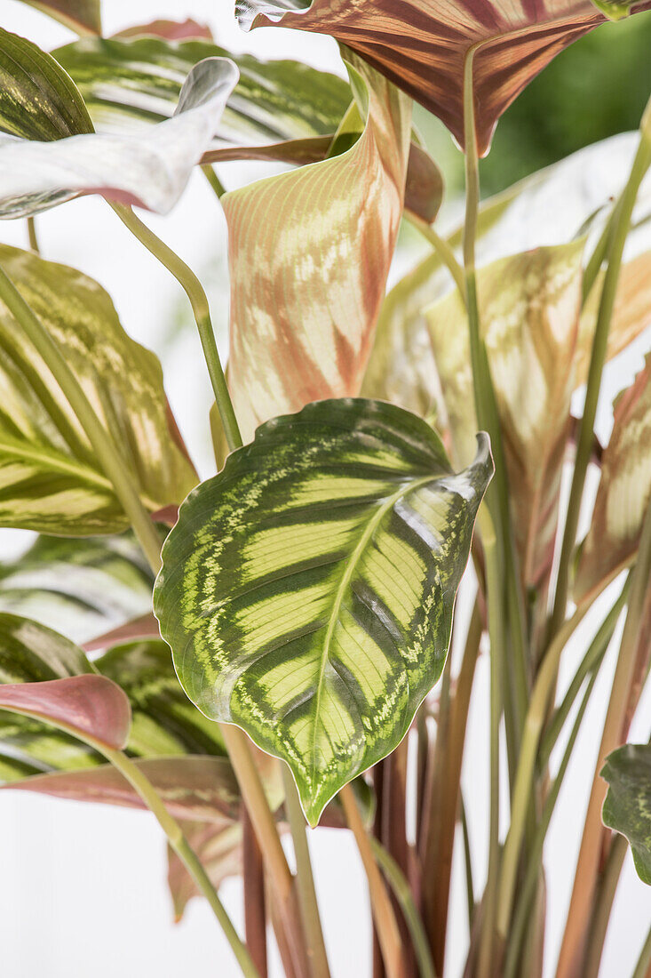 Calathea