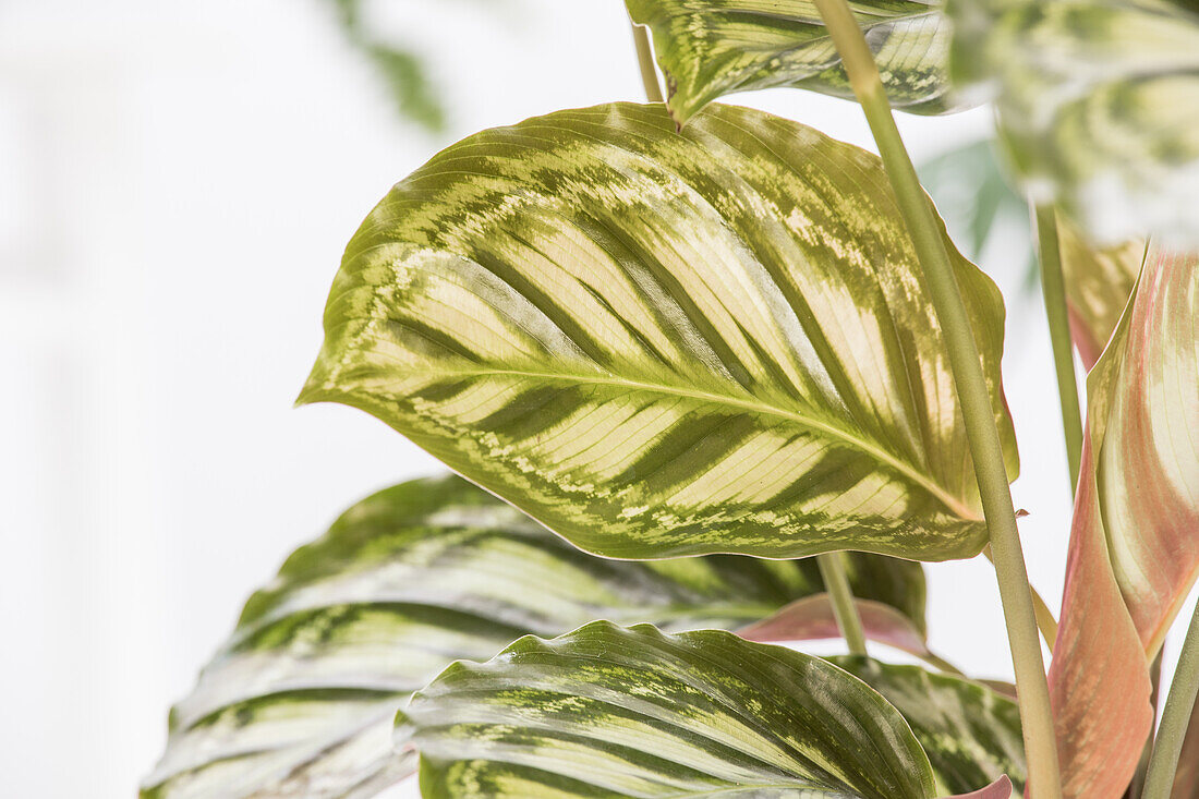 Calathea