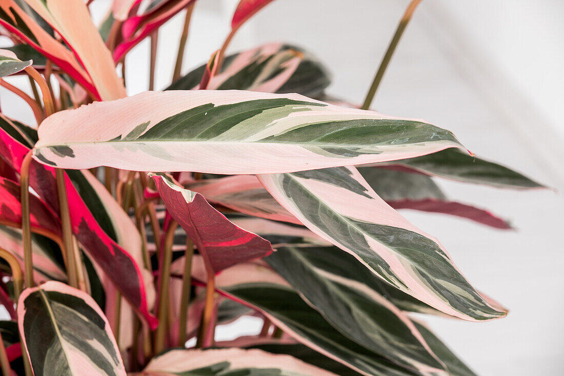 Calathea 'Triostar'