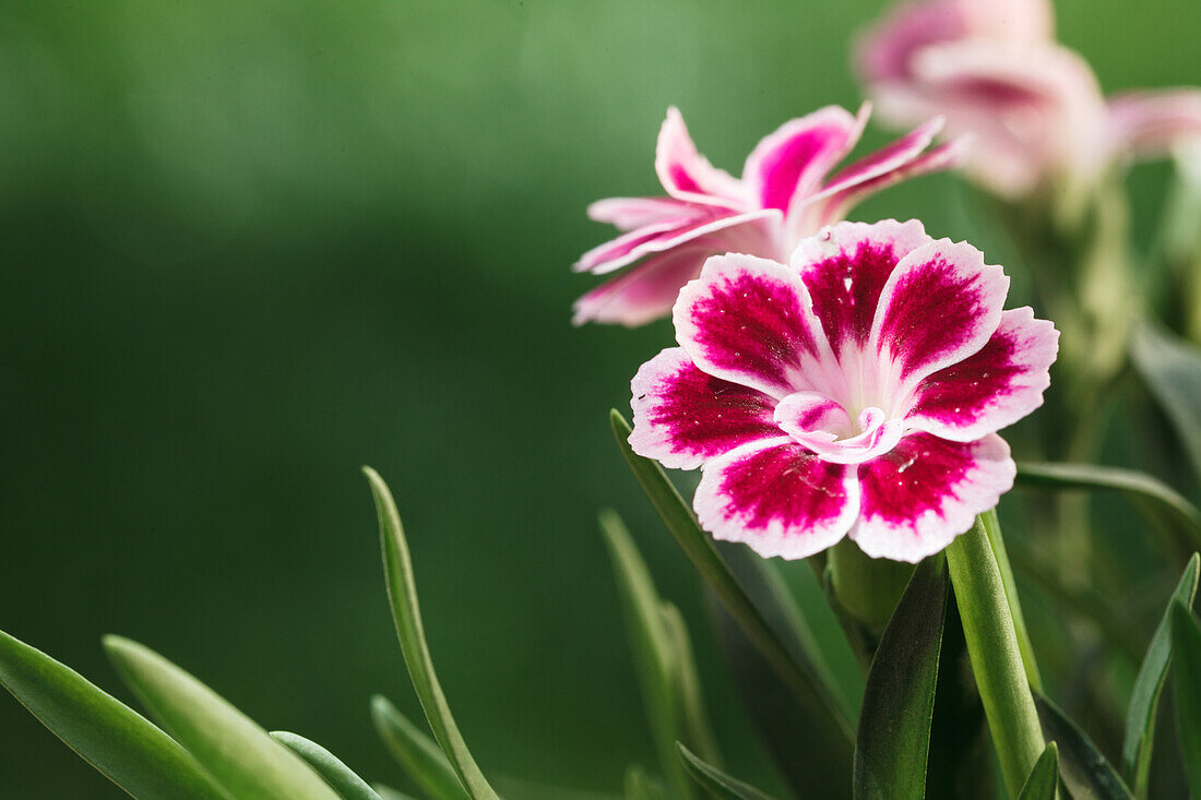 Dianthus chinensis