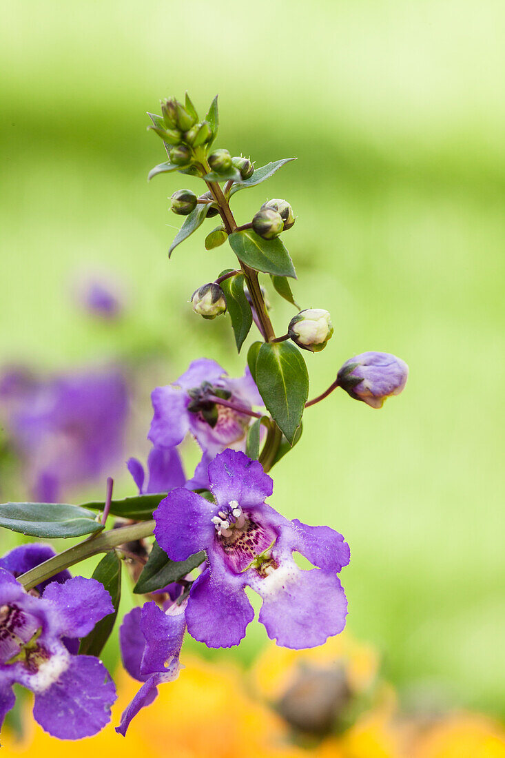 Angelonia