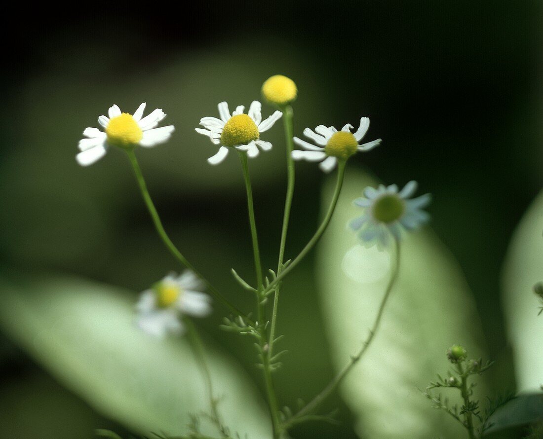 Chamomile Growing Outdoors