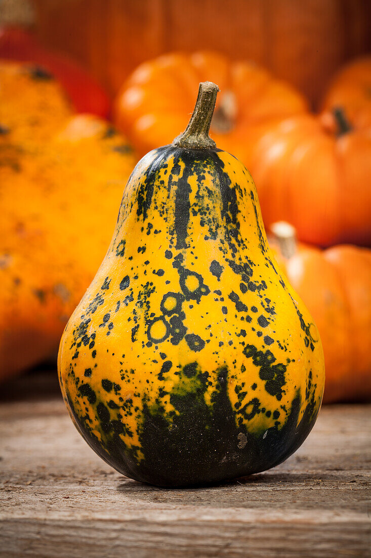 Cucurbita