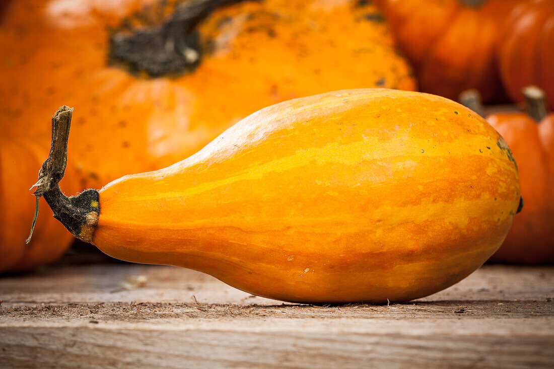 Cucurbita