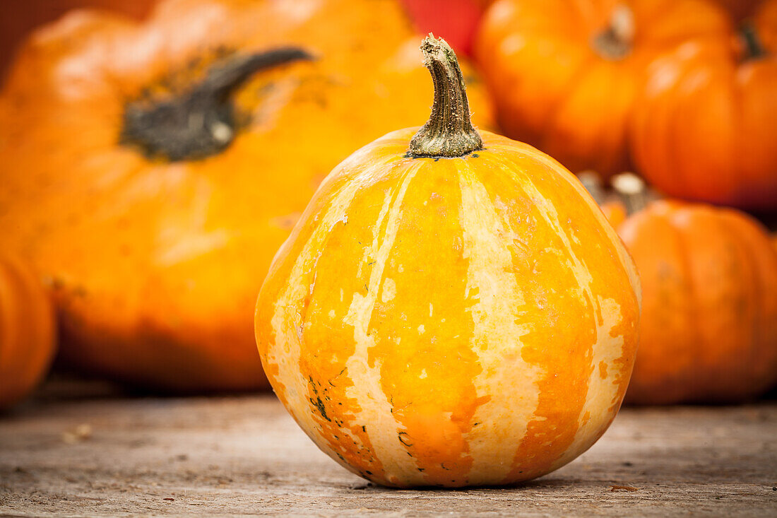 Cucurbita