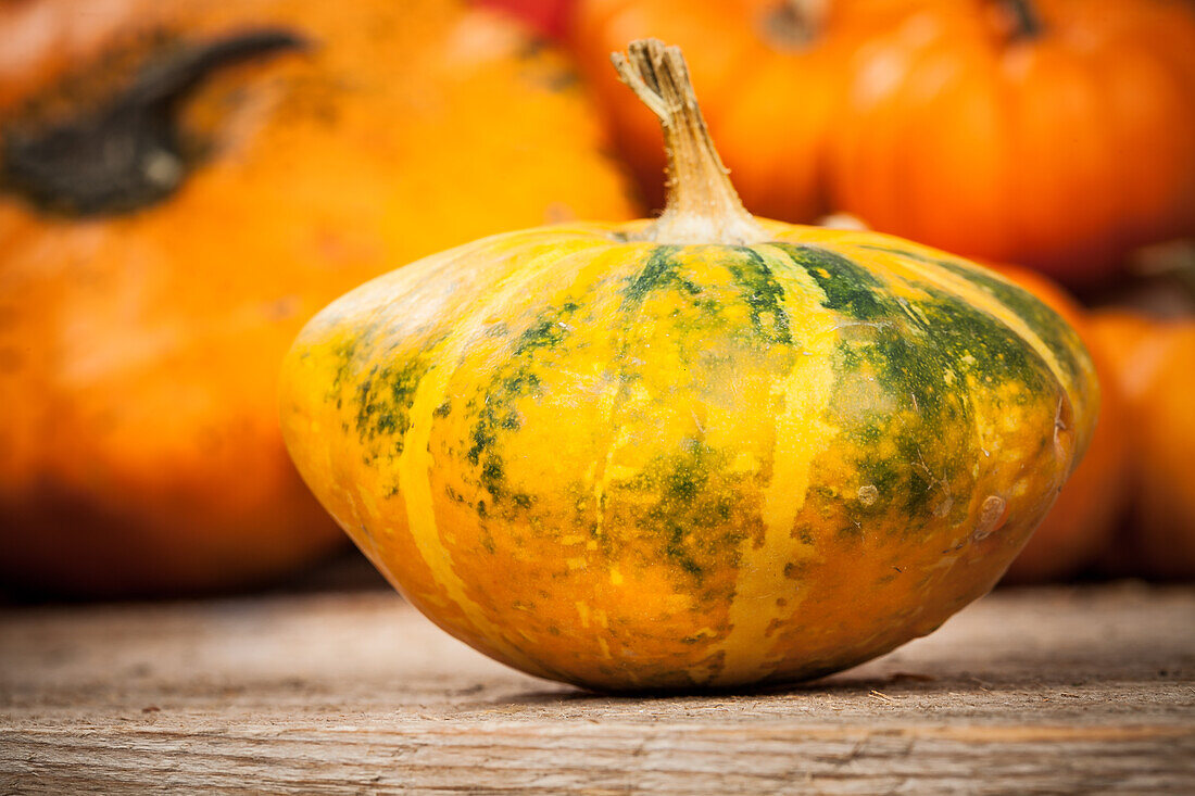 Cucurbita maxima