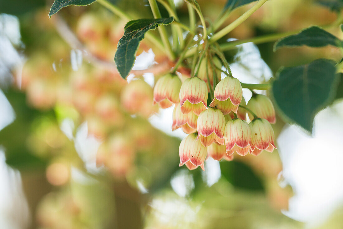 Enkianthus campanulatus