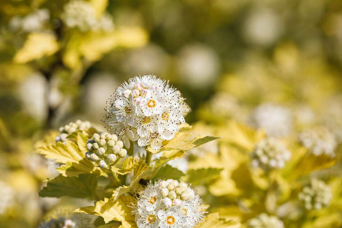 Spiraea vanhouttei 'Gold Fontaine'