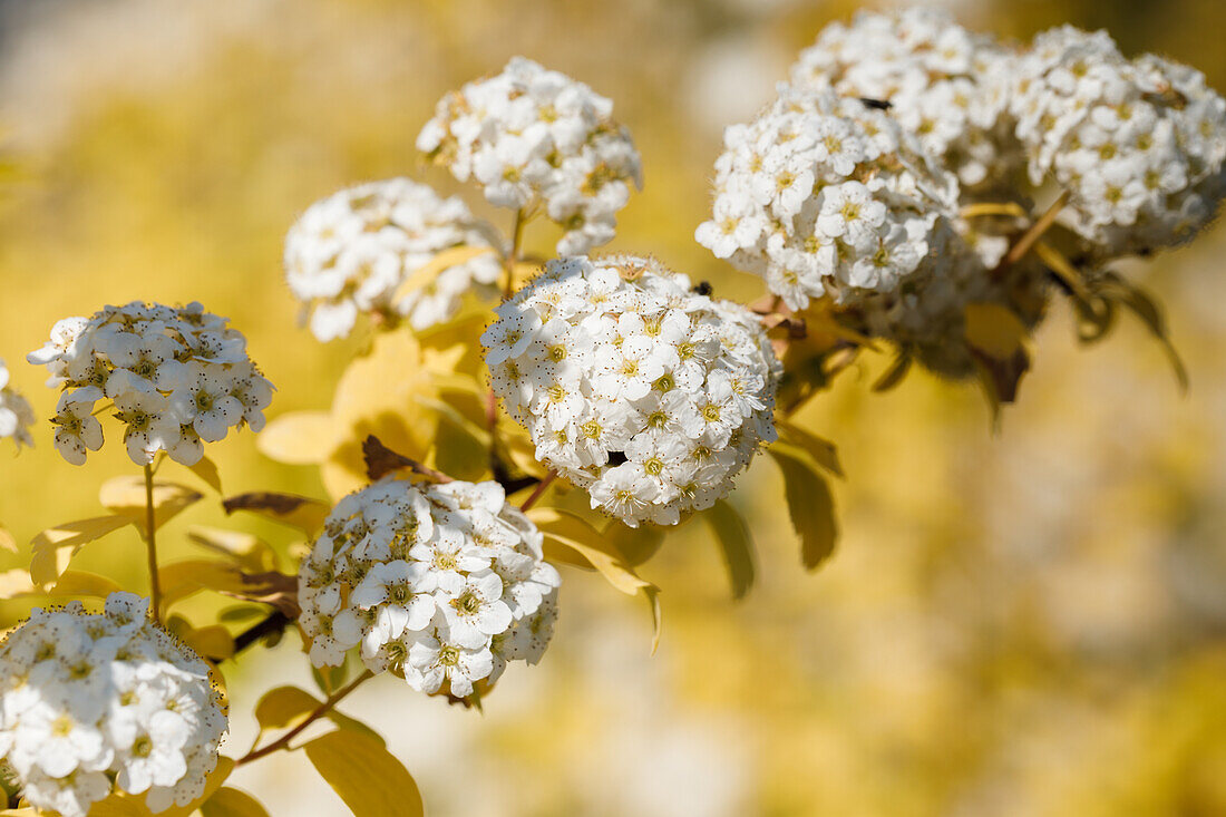 Spiraea x vanhouttei 'Gold Fountain'