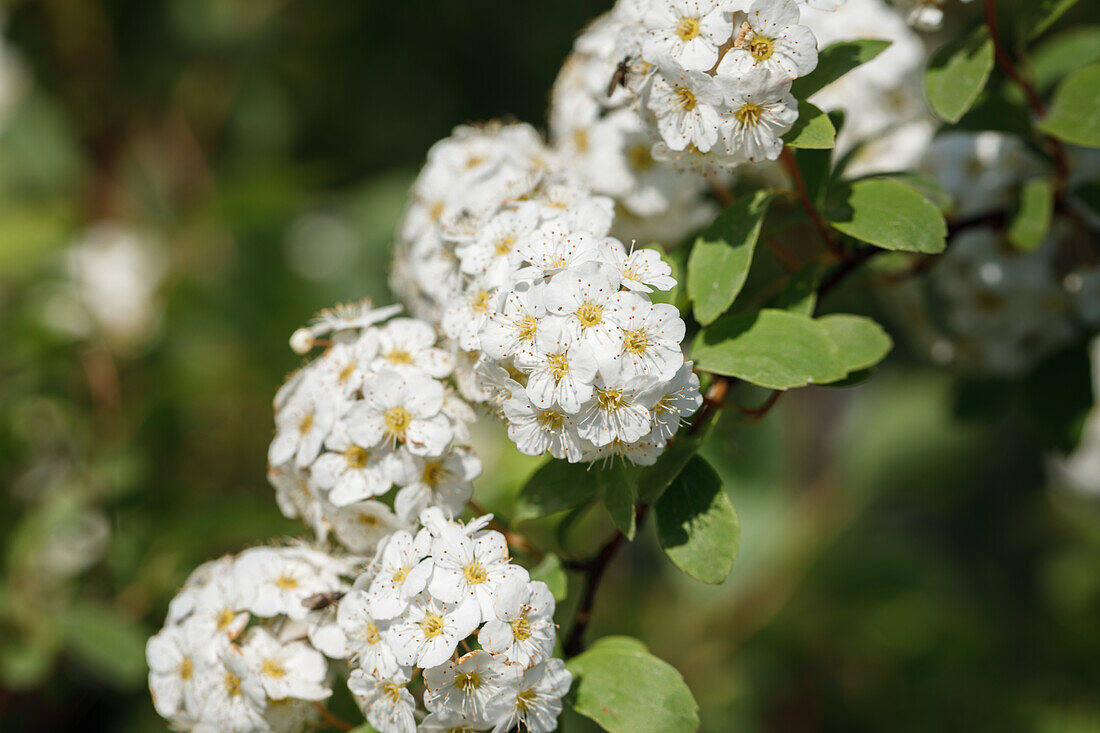 Spiraea x vanhouttei