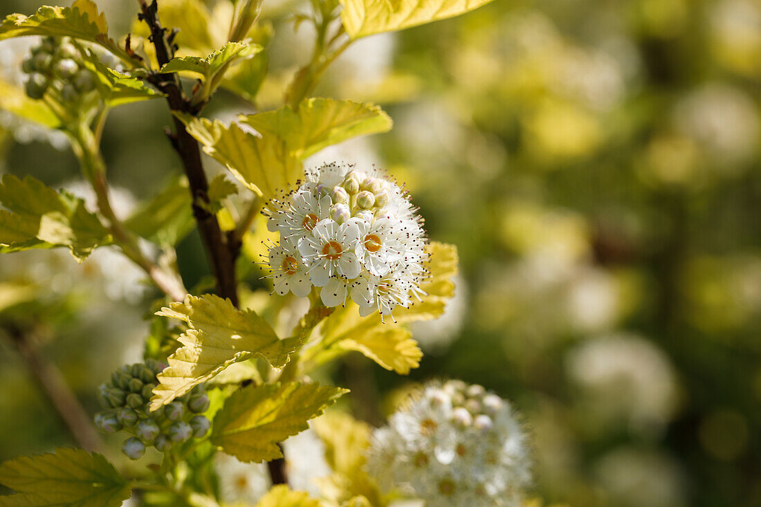 Physocarpus opulifolius 'Dart's Gold'