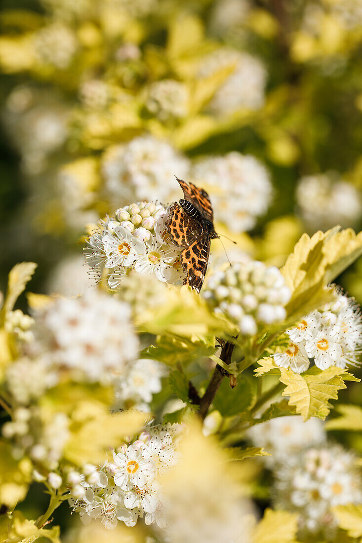 Physocarpus opulifolius 'Dart's Gold'.