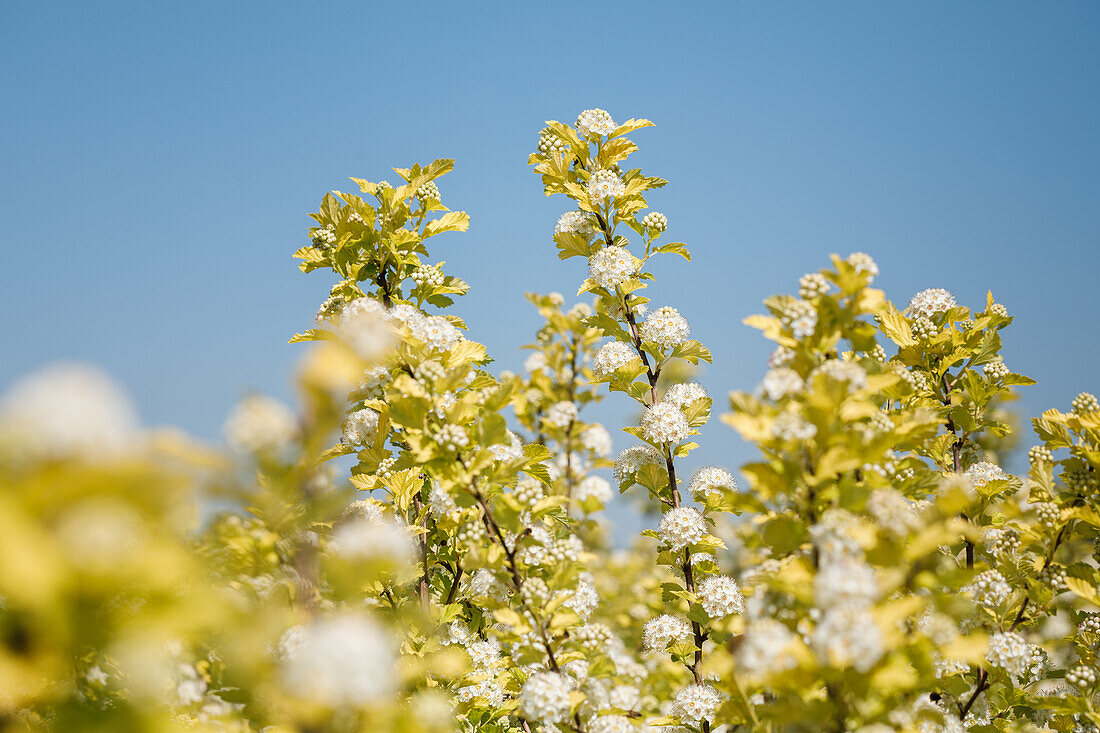 Physocarpus opulifolius 'Dart's Gold'.