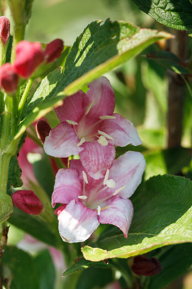 Weigela florida 'Nana Variegata'