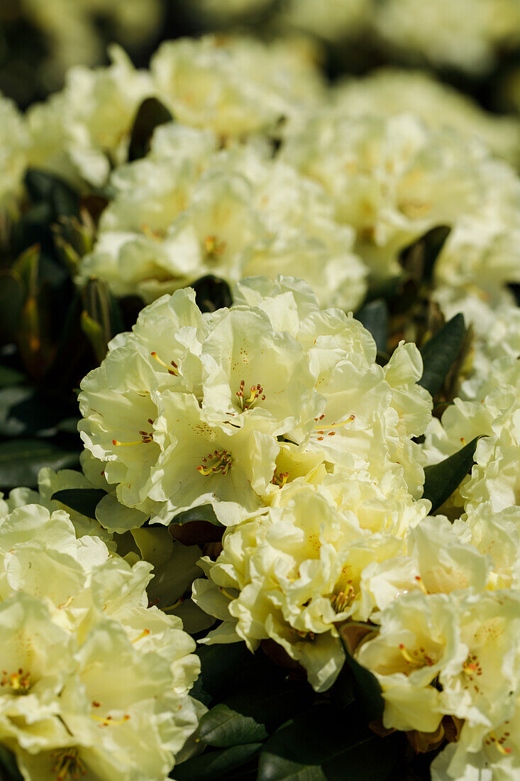 Rhododendron yakushimanum 'Millenium Gold'