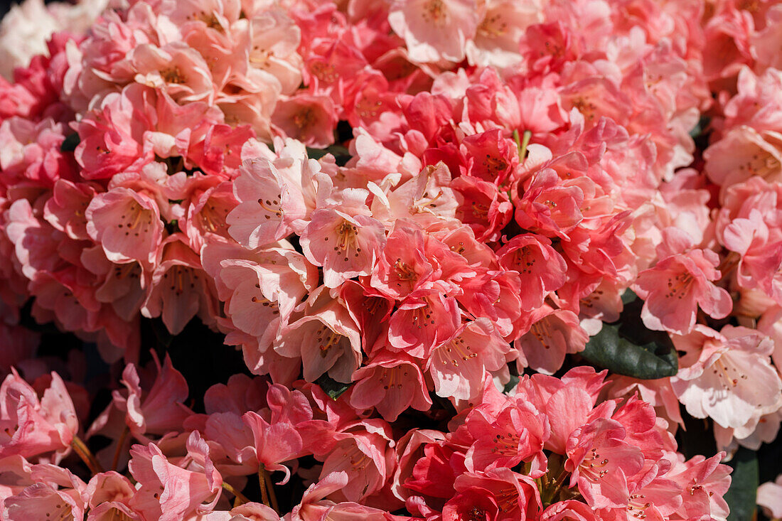 Rhododendron