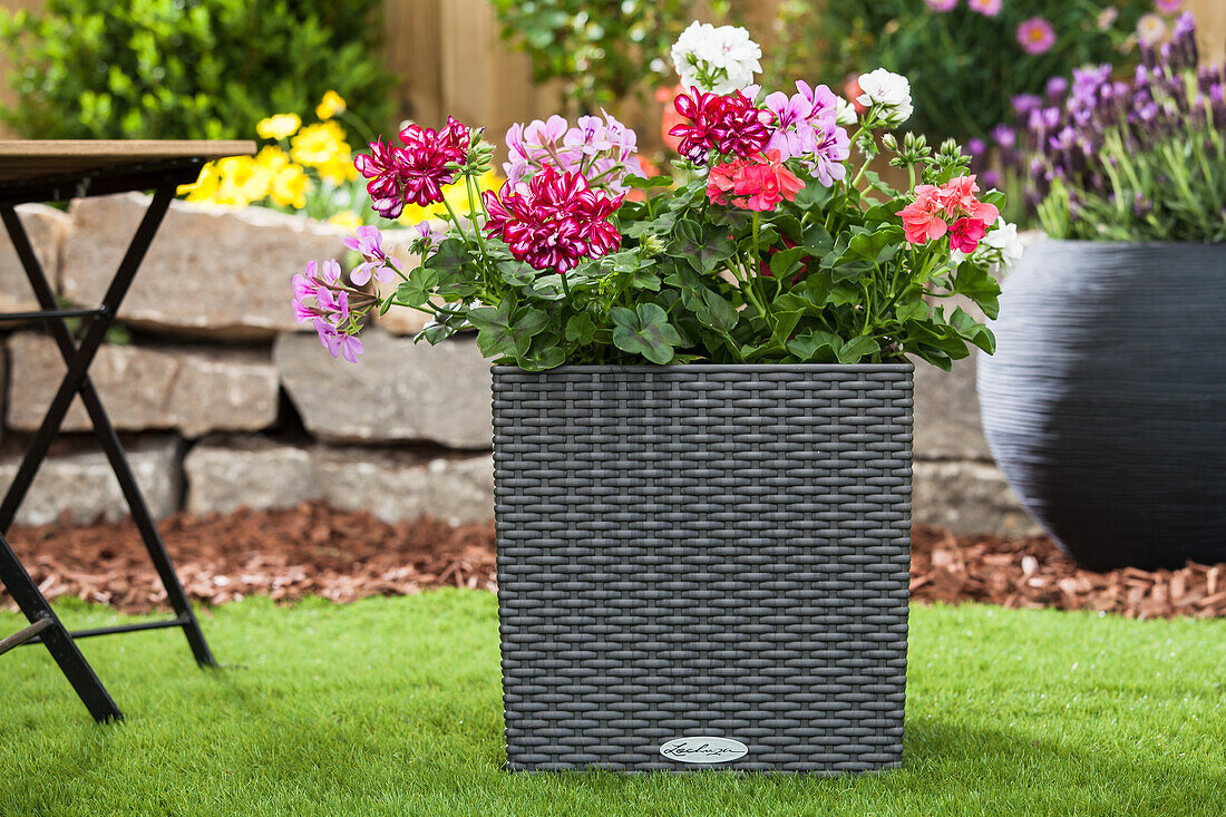 Flower box with Pelargonium