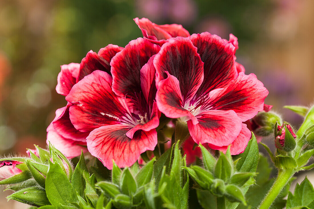 Pelargonium grandiflorum, red